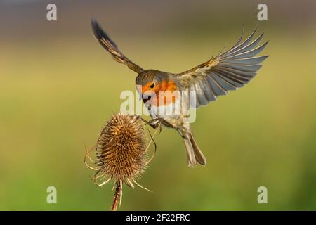 Ronin landete auf einer Teasel Stockfoto