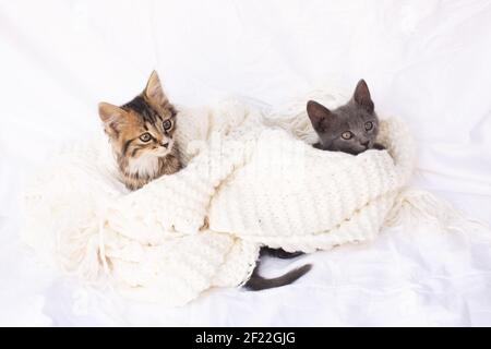 Zwei niedliche tabby Kätzchen auf weißem Strickschal. Haustiere. Stockfoto