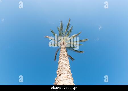Schöne Palme vor blauem Himmel. Natur Hintergrund. Stockfoto