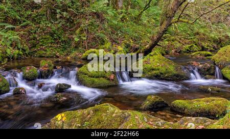 Ein kleiner Bach durch dichten und dichten Wald mit Moosbedeckte Felsen Stockfoto