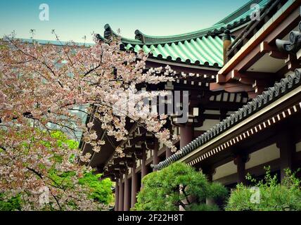 Kirschblüten Bäume bei Tōchō-ji. Es ist ein Shingon Tempel in Hakata, Fukuoka, Japan. Es wurde Kūkai von 806 gegründet. Stockfoto