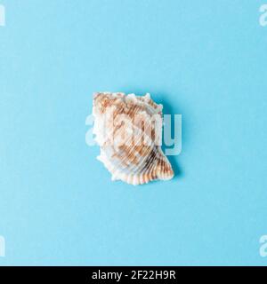 Seashell auf pastellblauem Hintergrund. Minimalkonzept für den Sommer. Stockfoto