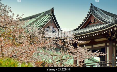 Kirschblüten Bäume bei Tōchō-ji. Es ist ein Shingon Tempel in Hakata, Fukuoka, Japan. Es wurde Kūkai von 806 gegründet. Stockfoto