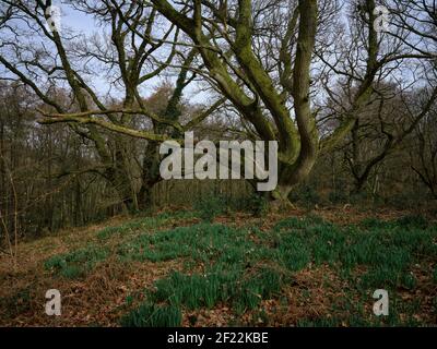 Zwei große Bäume umgeben von kleineren Bäumen in einem Wald mit neuem Wachstum bricht durch den Boden zeigt, dass der Frühling begonnen hat, Greenham Common Stockfoto