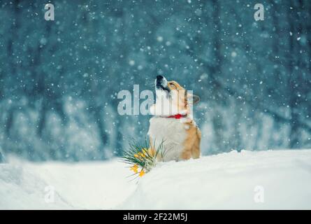 Schöner Corgi Hund sitzt unter dem Schnee neben gelb crocus blüht im frühen Frühjahr Stockfoto