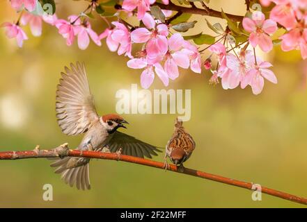 Vögel Spatzen sitzen im Frühling sonnig blühend auf dem Äste eines Apfelbaums mit rosa Blüten Stockfoto