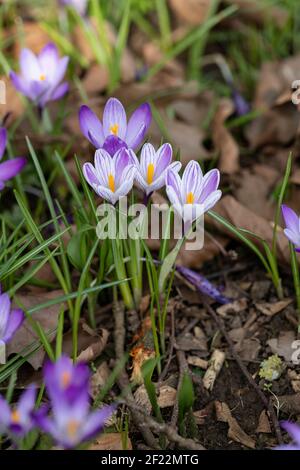 Nahaufnahme von lila und weiß gestreiften Krokussen Blüte in einem Waldgarten im Frühjahr, England, Großbritannien Stockfoto