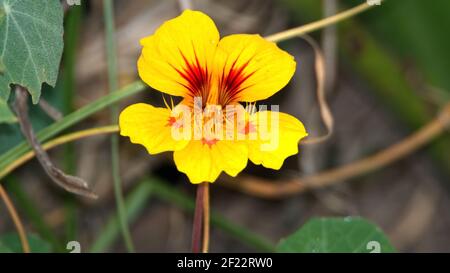 Gelbe Wildblume mit einem roten Zentrum Stockfoto