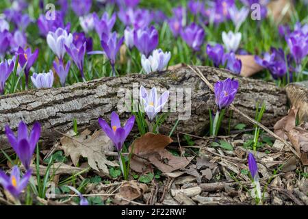 Nahaufnahme von violett und weiß gestreiftem Krokus, der im Frühjahr in einem Waldgarten zwischen gefallenen getrockneten Blättern und einem Holzstamm blüht, England, Großbritannien Stockfoto