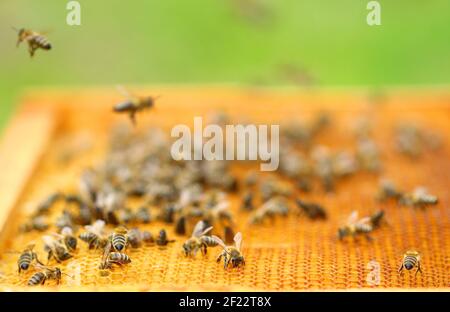 Honigbienen auf Wabenzellen, Nahaufnahme Stockfoto