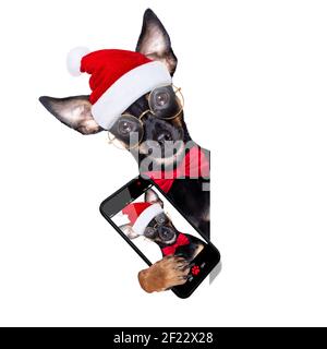 Prag Ratter Hund weihnachten Selfie santa claus Stockfoto