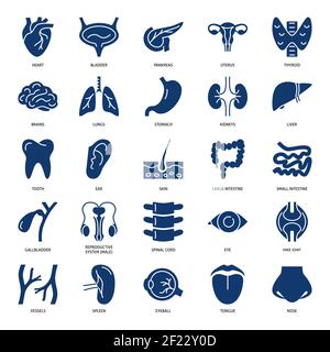 Symbole für menschliche innere Organe und Systeme. Anatomiesymbole im flachen Stil. Vektorgrafik. Stock Vektor