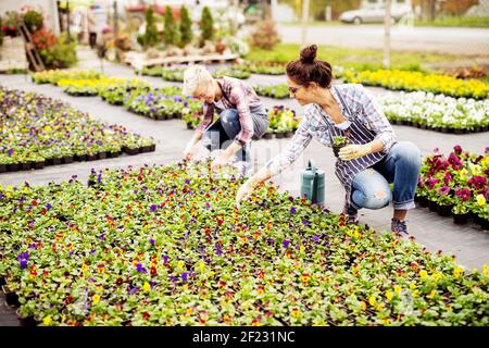 Zwei motivierte Floristin Frau Sortieren Blumentöpfe im Hinterhof des Gewächshauses. Stockfoto