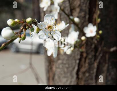 Erstaunliche Blüte im Frühling in Nahaufnahmen. Selektiver Fokus weißer Flover. Pollenallergie Stockfoto