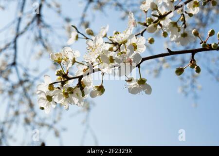 Erstaunliche Blüte im Frühling in Nahaufnahmen. Selektiver Fokus weißer Flover. Pollenallergie Stockfoto