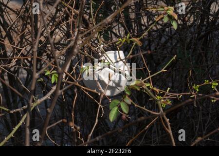 Gesichtsmasken in den Wald geworfen und an Bäumen aufgehängt Während der Pandemie von covid19 Stockfoto