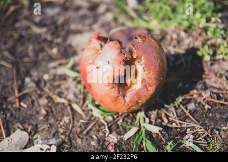 Verfaulender roter Apfel auf den Boden geworfen. Zurück zur Natur Stockfoto