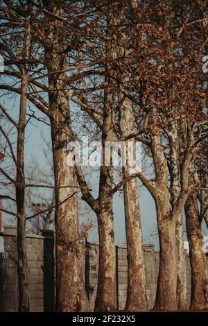 Eine vertikale Aufnahme von alten Baumstämmen im Herbst Stockfoto