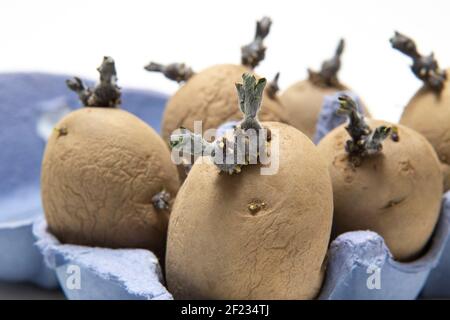 Kitting von Saatkartoffeln in Eierkartons, um das Wachstum beim Pflanzen zu fördern. Keimende Samenkartoffel. Stockfoto