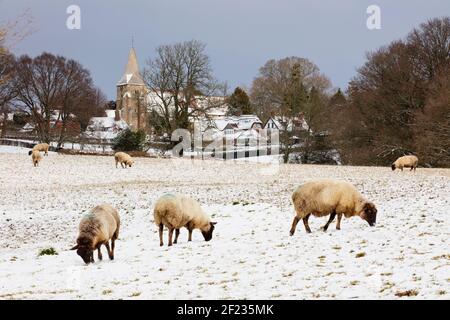 Schafe, die im Schnee unter dem Dorf Burwash mit St. Bartholomew's Kirche, Burwash, East Sussex, England, Vereinigtes Königreich, Europa Stockfoto