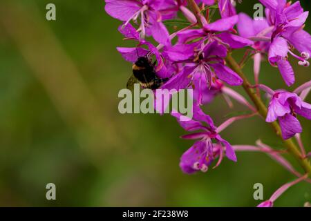 Bumble Biene sammeln Pollen auf einer wilden Blume im Sommer Tag Stockfoto