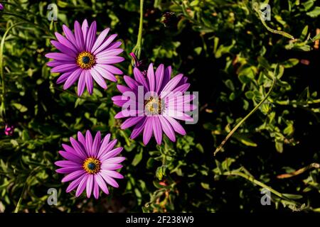 Violette afrikanische Gänseblümchen, die sich in der frühen Sommersonne sonnen Stockfoto