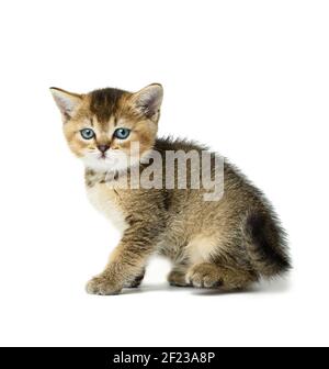 Niedliches Kätzchen schottische goldene Chinchilla gerade Rasse sitzt seitwärts und Schaut auf die Kamera auf einem Whii Stockfoto