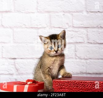 Niedliches Kätzchen schottische goldene Chinchilla gerade Rasse sitzt auf einem Weißer Hintergrund und Schachteln mit Geschenk Stockfoto