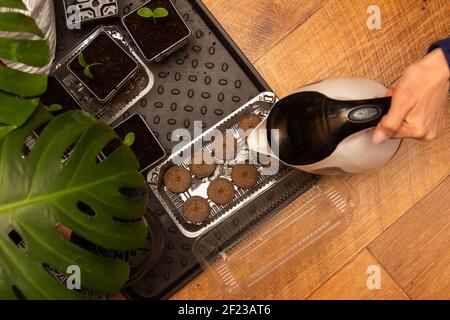 Die Hand einer Frau gießt Wasser aus einer Teekanne in Torftabletten zum Pflanzen von Gemüsesamen, selektiver Fokus Stockfoto