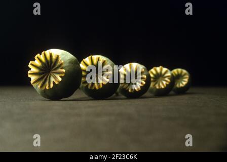 Frisch gepflückte grüne Opium Mohn Köpfe auf einem schwarzen Studio-Hintergrund fotografiert. Stockfoto