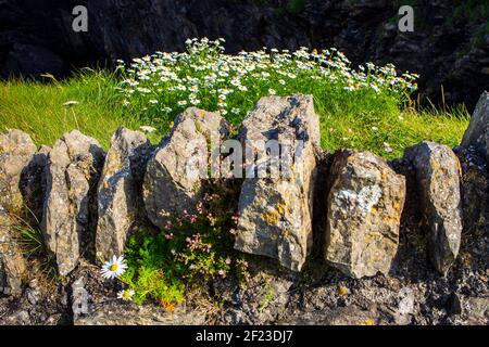 Ochsenauge Gänseblümchen Hund Gänseblümchen Chrysantheme Leucanthemum Stockfoto