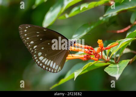 Eine Nahaufnahme eines wunderschönen Schmetterlings der Gemeinen Krähe (Euploea Core), der sich im Garten von Feuerbuschblumen ernährt. Stockfoto