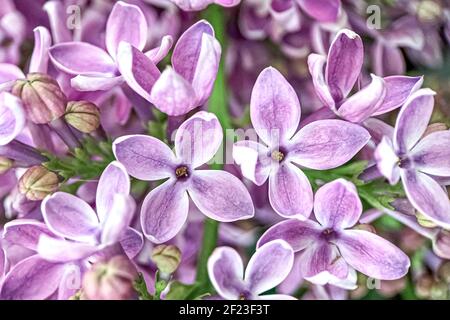 Hintergrund von blühenden Zweigen des lila Flieder. Feder Stockfoto