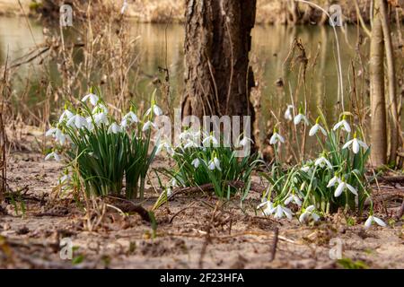 Schneeglöckchen wachsen im Sand eines Flussufers, auch Galanthus nivalis oder Schneegloeckchen genannt Stockfoto