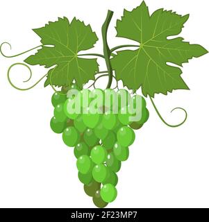 Frischen Haufen Trauben lila Stock Vektor