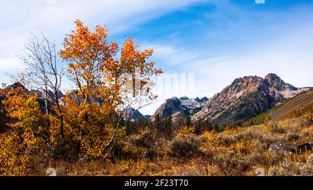 Fall Aspens über Boulder Creek Canyon in Idaho's Pioneer Mountains Stockfoto