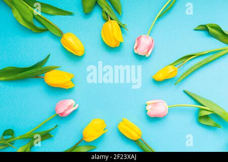 Feder. Gelbe und rosa holländische Tulpen, in einem Kreis angeordnet, auf einem blauen Hintergrund. Flach liegend. Speicherplatz kopieren. Das Konzept des Weltfrauentags. Stockfoto