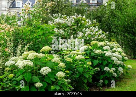 Frankreich, Loir et Cher, Cheverny, Chateau de Cheverny, Garten des Lehrlings, Gruppe mit Hortensien (Hydrangea arborescens 'Annabelle', Hydrangea q Stockfoto