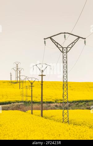 Gelbe Rapsblüten in einem umfangreichen Anbaugebiet, Agro-Food-Industrie, in der Nähe von Ejea de los Caballeros, in Aragon, Spanien, von Elektrikern gekreuzt Stockfoto