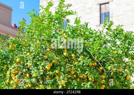 Garten mit Zitronenbäumen. Zitrusfrüchte an den Zweigen Stockfoto