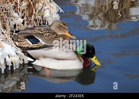 Ein paar Stockenten, die in blauem Wasser ruhen. Männliche und weibliche Wildenten an einem gefrorenen Strand im frühen Frühjahr Stockfoto