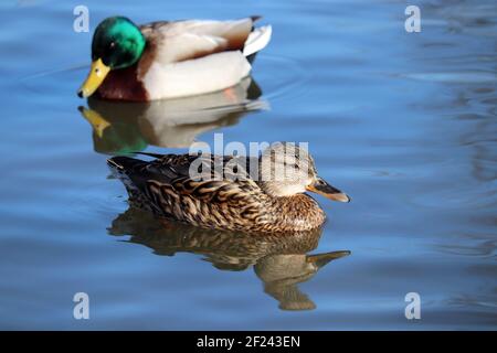 Ein paar Stockenten schwimmen im blauen Wasser. Männliche und weibliche Wildenten auf einem Fluss Stockfoto