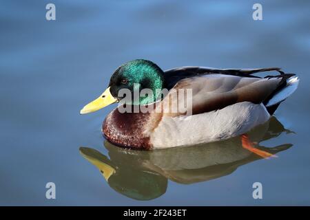 Mallard Ente schwimmend in blauem Wasser. Porträt der männlichen wilden Ente mit Spiegelung im See Stockfoto