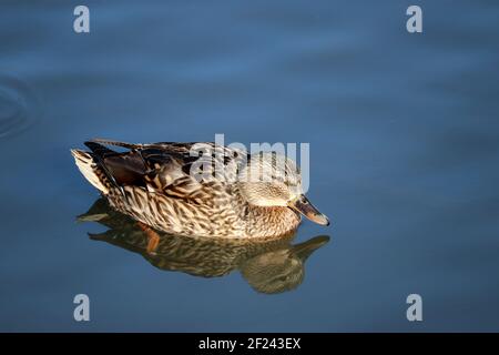 Mallard Ente schwimmend in blauem Wasser. Porträt der weiblichen wilden Ente mit Spiegelung im See Stockfoto