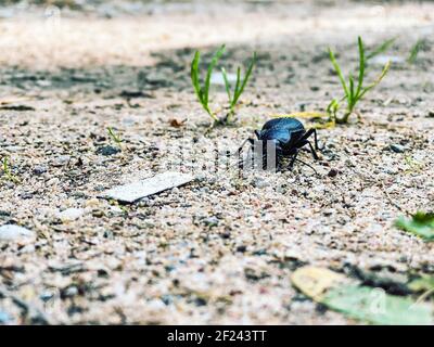 Nahaufnahme eines schwarzen Käfers im Sommer kriechen auf einer sandigen Straße mit grünen Grashalmen. Sommertag Stockfoto