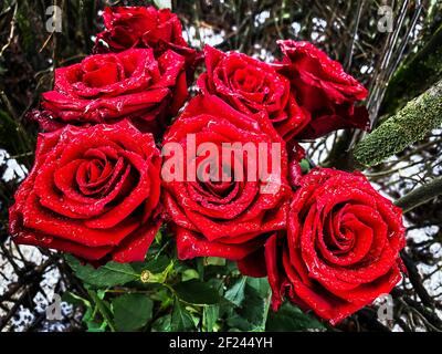 Strauß roter Rosen im Winter mit etwas Schnee, roten Blumen und grünen Büschen - Weihnachtsdekoration. Stockfoto