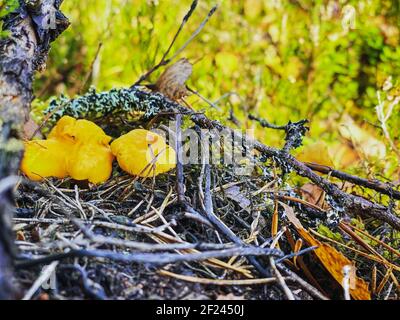 Nahaufnahme einer Familie von kleinen Orangenpfifferlingen, die zwischen grünem Gras in einem Kiefernwald wachsen. Schneiden von Pilzen. Sonniger Herbsttag Stockfoto