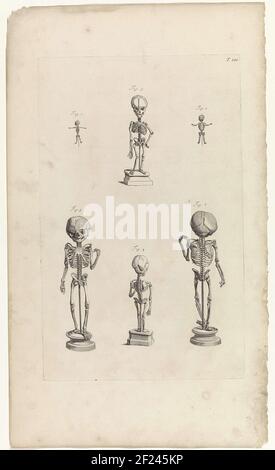 Anatomische Studien der Skelette von Föten, in den verschiedenen Stadien des Wachstums. Oben rechts nummeriert T. 100. Stockfoto