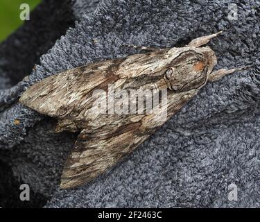 Convolvulus Hawk Motte (Agrius convolvuli) in der Ruhe auf dem Kleidungsstück. Tipperary, Irland Stockfoto