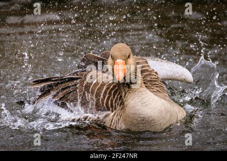 Dülmen, NRW, Deutschland. März 2021, 10th. Eine Graugans (Anser anser) kraubt ihre Federn und spritzt nach der Paarung im Wasser herum. Graugänse paaren sich normalerweise lebenslang. Vögel umwerben und "putzen", um sich auf die Paarungszeit und den Beginn des Frühlings vorzubereiten, da mildere Temperaturen eingestellt sind, um einzuziehen. Kredit: Imageplotter/Alamy Live Nachrichten Stockfoto